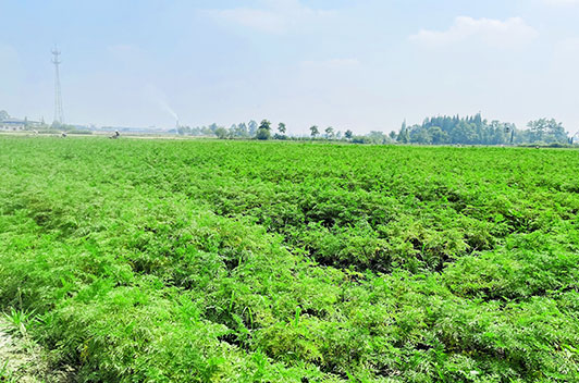 川穹基地_什邡市岐輝農(nóng)業(yè)有限公司【官網(wǎng)】,什邡川芎,彭什川芎現(xiàn)代農(nóng)業(yè)產(chǎn)業(yè)園區(qū)企業(yè)