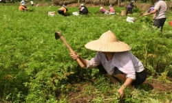 什邡市岐輝農(nóng)業(yè)有限公司【官網(wǎng)】,什邡川芎,彭什川芎現(xiàn)代農(nóng)業(yè)產(chǎn)業(yè)園區(qū)企業(yè)